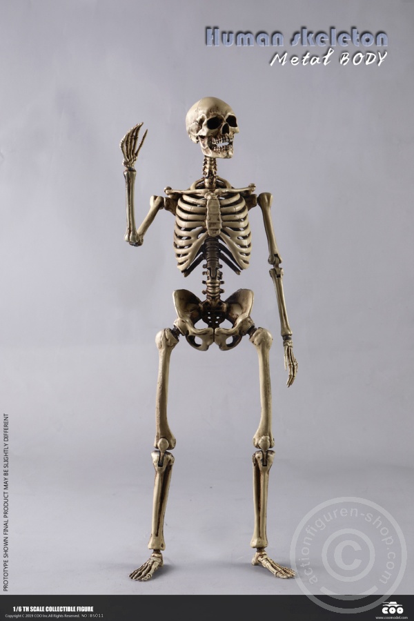 COOBS011-07BJNzTVJ2KoQ6Z The Human Skeleton - DIECAST ALLOY - Attention: with 2 left feet