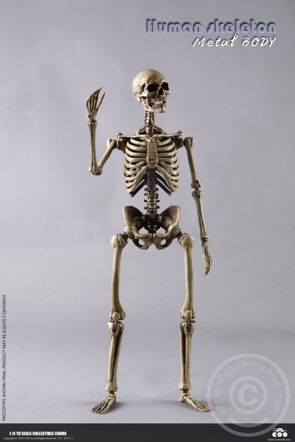 The Human Skeleton - DIECAST ALLOY