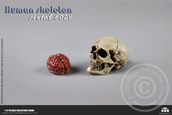 COOBS011-11sHdsms72f5ZVD The Human Skeleton - DIECAST ALLOY - Attention: with 2 left feet