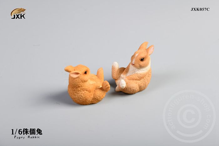 Jxk057C-03 Brachylagus idahoensis - C