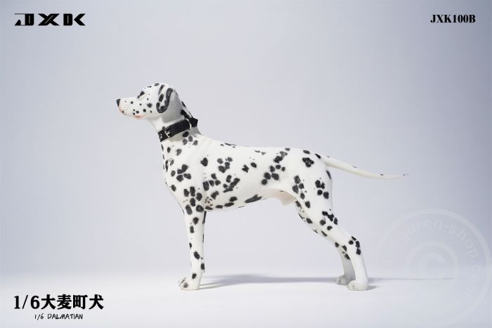 Dalmatian - standing