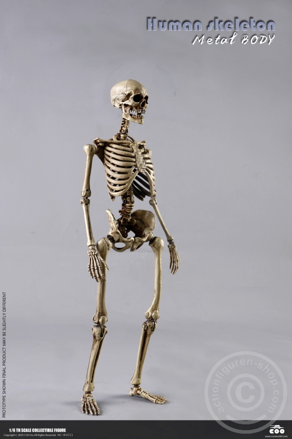COOBS011-09xhblViAvcscnv The Human Skeleton - DIECAST ALLOY - Attention: with 2 left feet