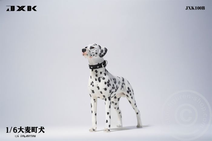 Dalmatian - standing