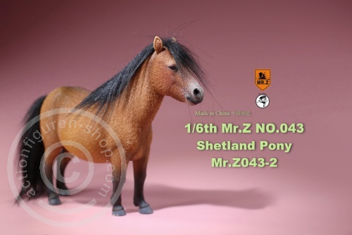 Shetland Pony