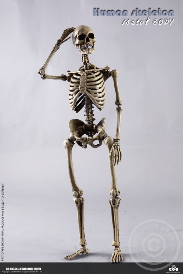 COOBS011-04DoNXkrWPIuMDo The Human Skeleton - DIECAST ALLOY - Attention: with 2 left feet