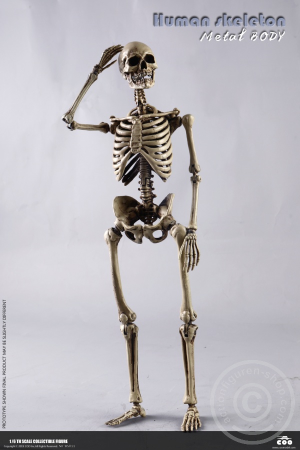 The Human Skeleton - DIECAST ALLOY