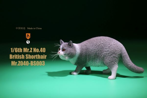 mrz040bs003-03Jd2a4jTnYGfRs Katze - British Shorthair