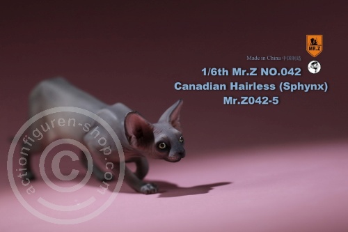 Katze - Canadian Hairless