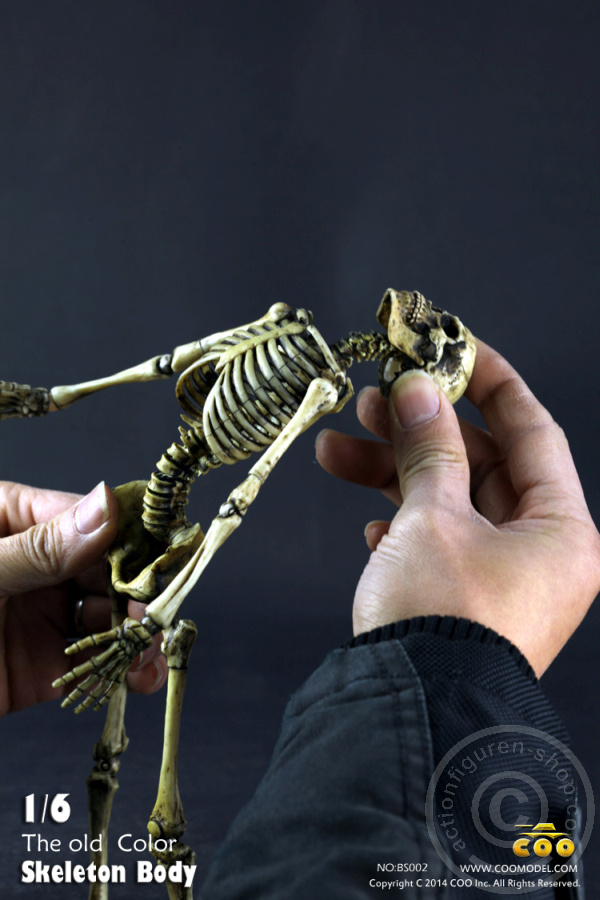 The Skeleton in 1:6 - Old Color
