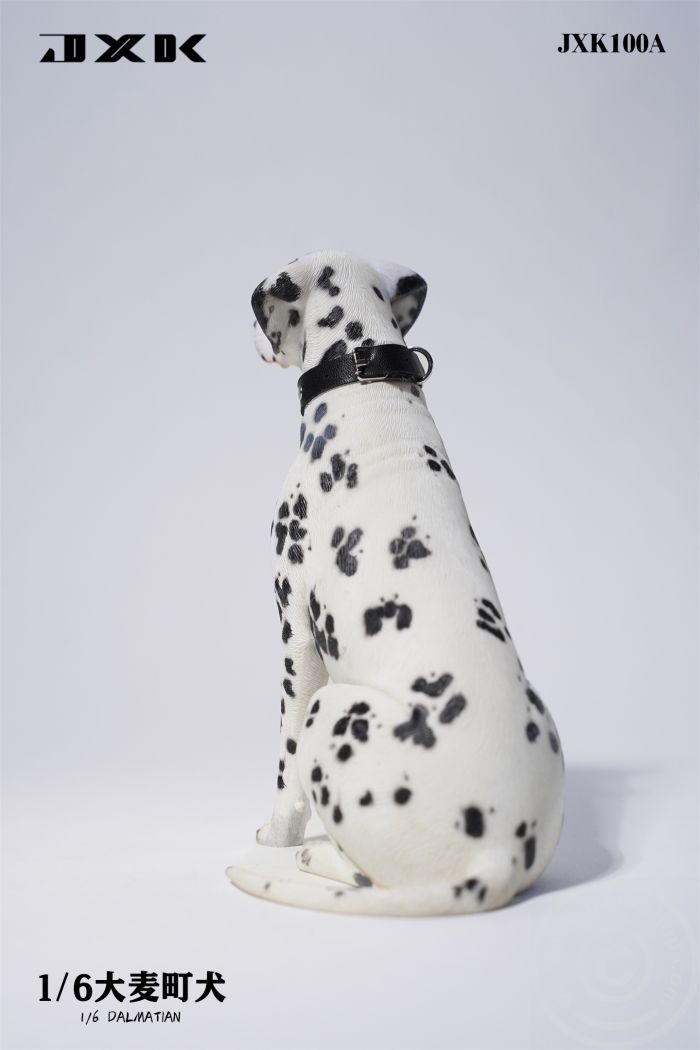 Dalmatian - sitting