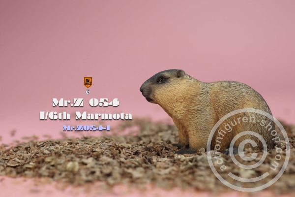 MRZ054-01-05 Marmota