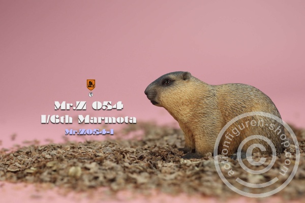 Marmota