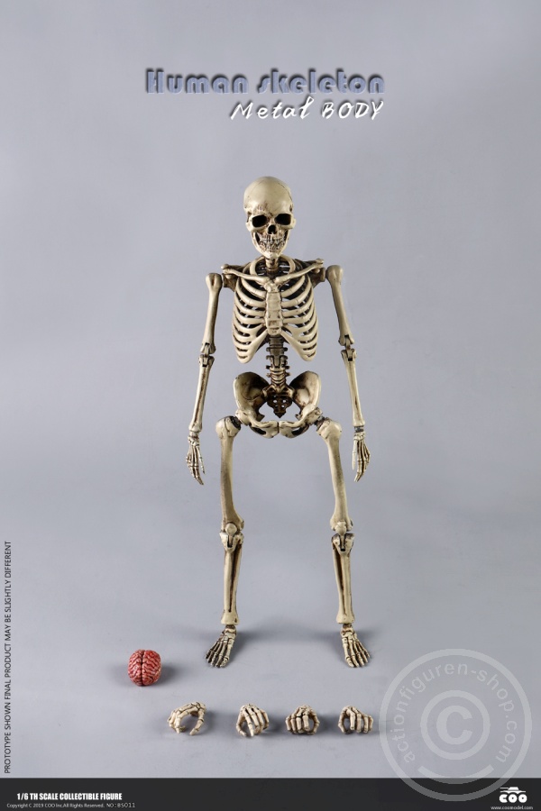 coobs011-19qYhc5CPscgzrb The Human Skeleton - DIECAST ALLOY - Attention: with 2 left feet