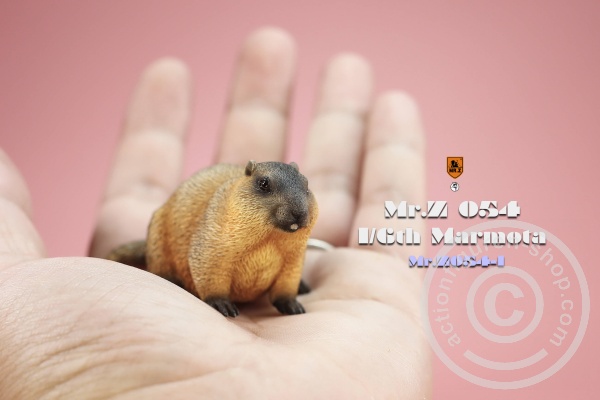 MRZ054-01-01 Marmota