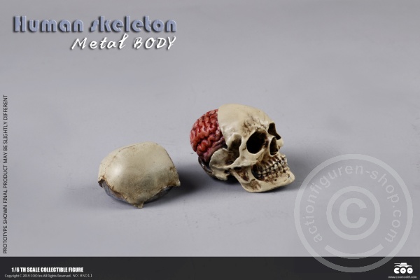 COOBS011-12 The Human Skeleton - DIECAST ALLOY - Attention: with 2 left feet