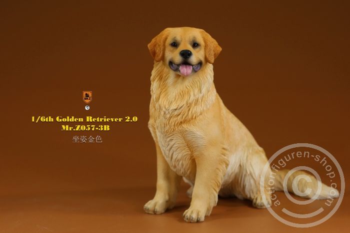 Golden Retriever 2.0 - sitting