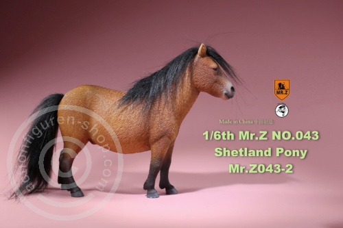 Shetland Pony