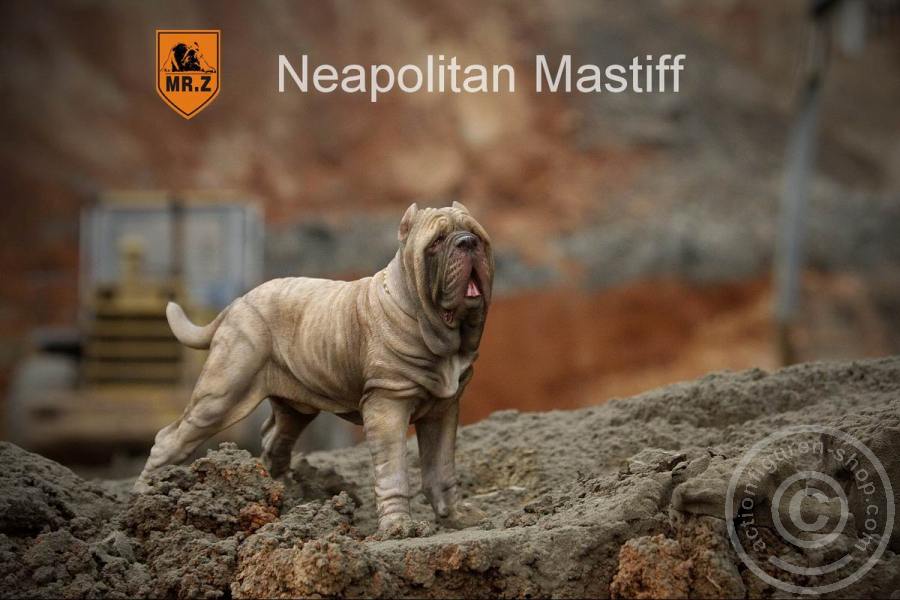 Neapolitan Mastiff - tan