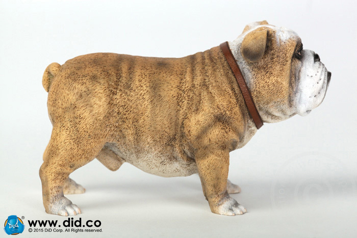 AS002A-03 British Bulldog - Version A