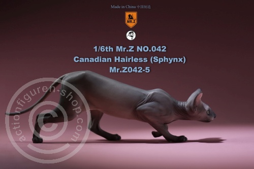 Katze - Canadian Hairless