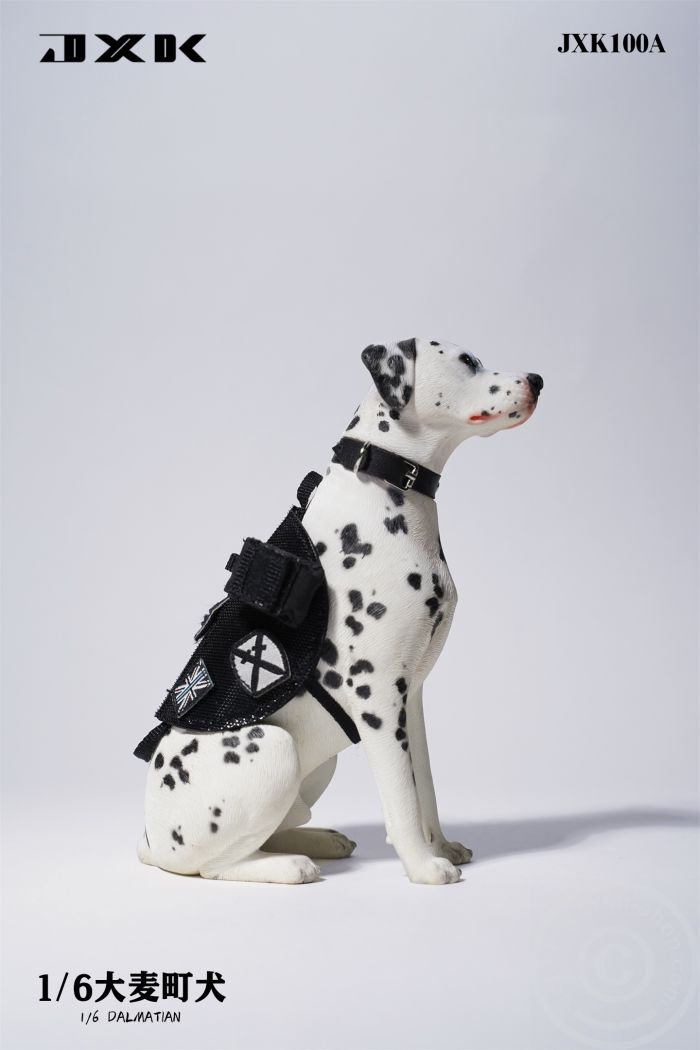 Dalmatian - sitting