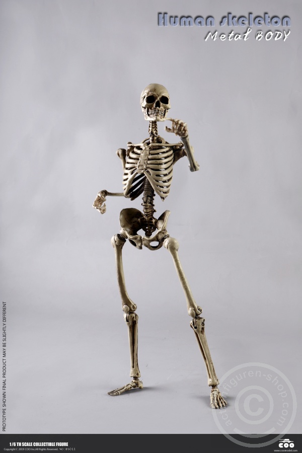 COOBS011-061f4HaCpt9WZb4 The Human Skeleton - DIECAST ALLOY - Attention: with 2 left feet