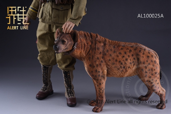 ALL1025AB-16trp331XiGF8Om Crocuta - 1/6 scale