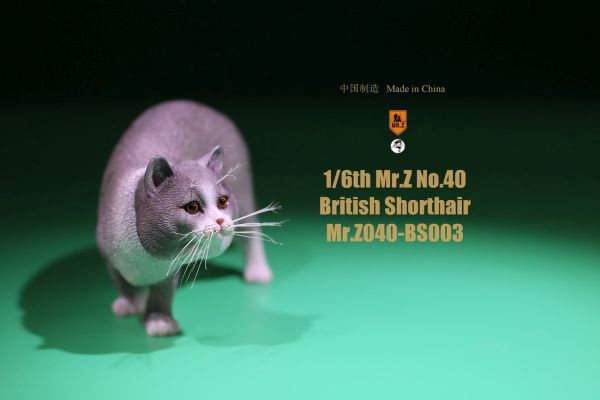 Katze - British Shorthair
