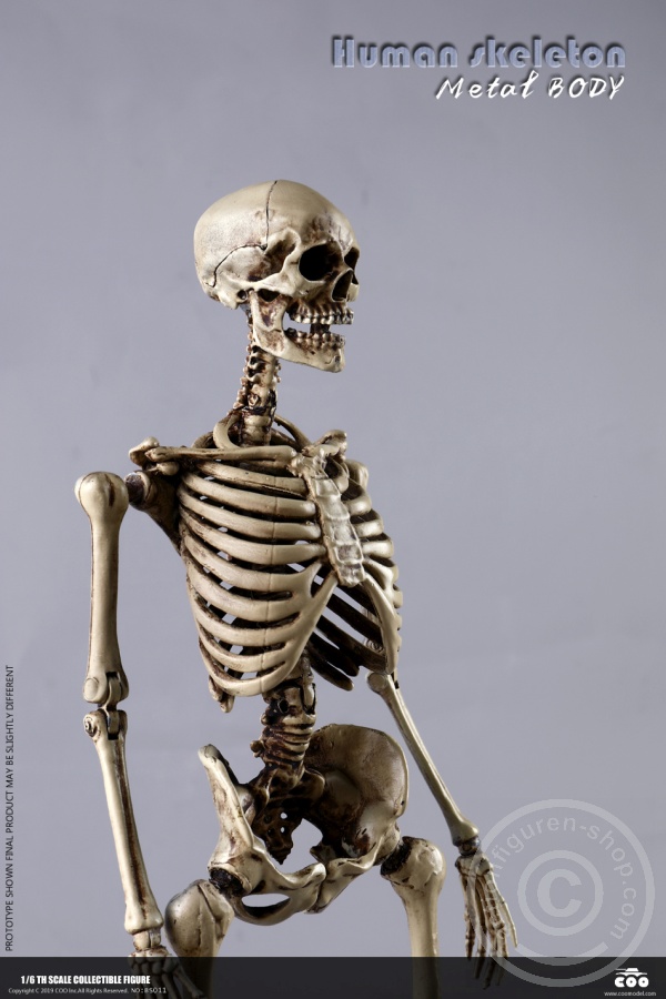 COOBS011-02 The Human Skeleton - DIECAST ALLOY - Attention: with 2 left feet