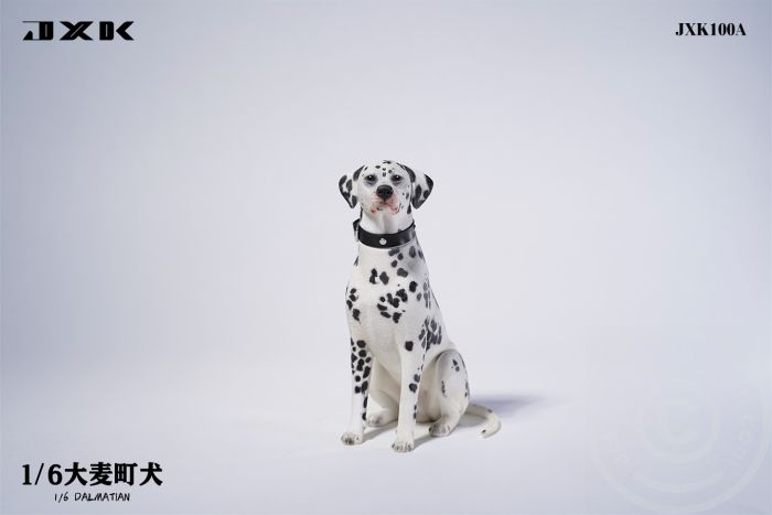 Dalmatian - sitting