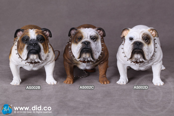 AS002B-D-01 British Bulldog - Version D