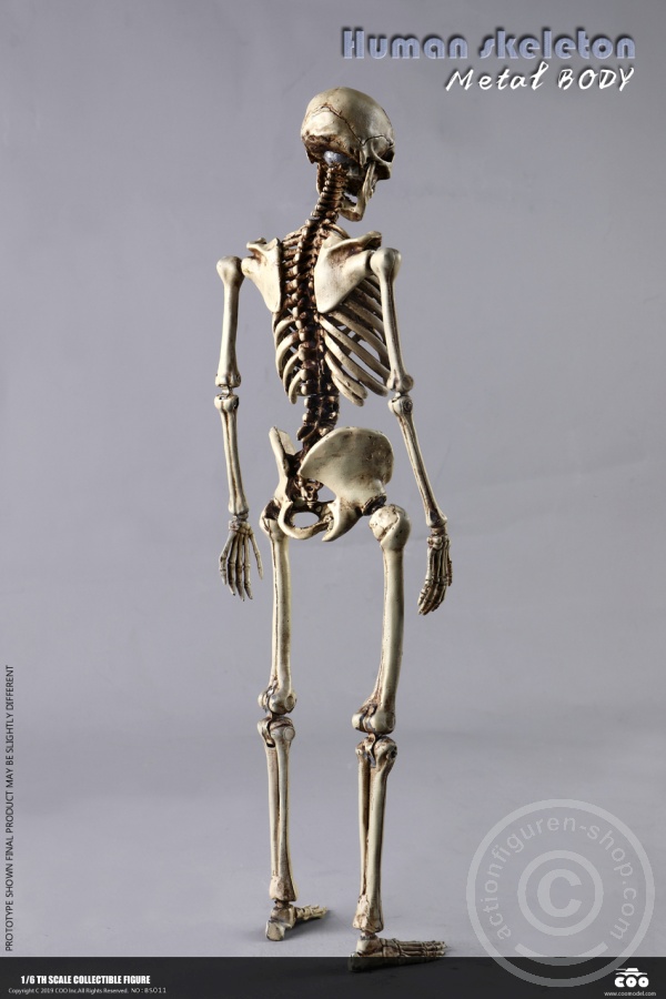 COOBS011-10 The Human Skeleton - DIECAST ALLOY - Attention: with 2 left feet