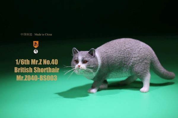 Katze - British Shorthair