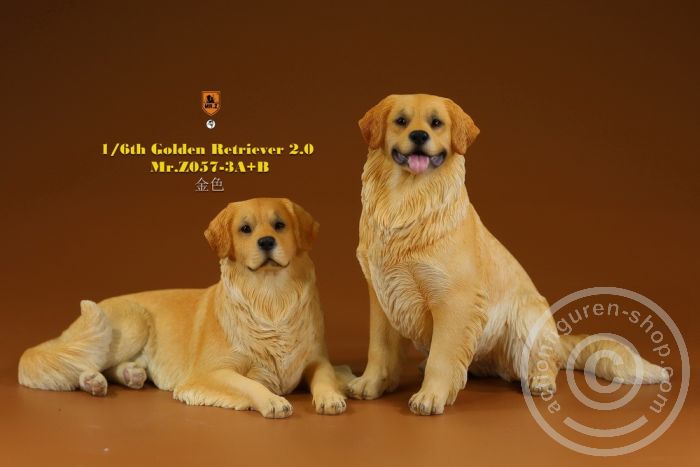 MRZ057AB-01 Golden Retriever 2.0 - lying