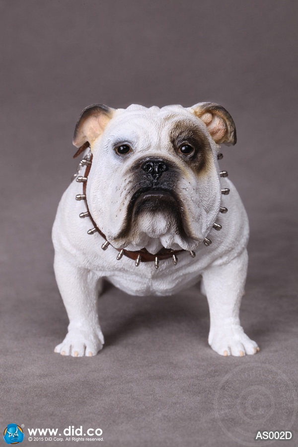 AS002D-01 British Bulldog - Version D