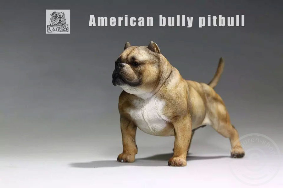 American Bully Dog - dark color