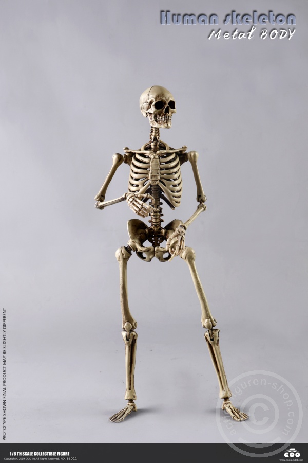 COOBS011-05XAWI4XZNnVmkp The Human Skeleton - DIECAST ALLOY - Attention: with 2 left feet
