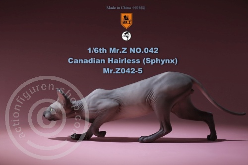 Katze - Canadian Hairless