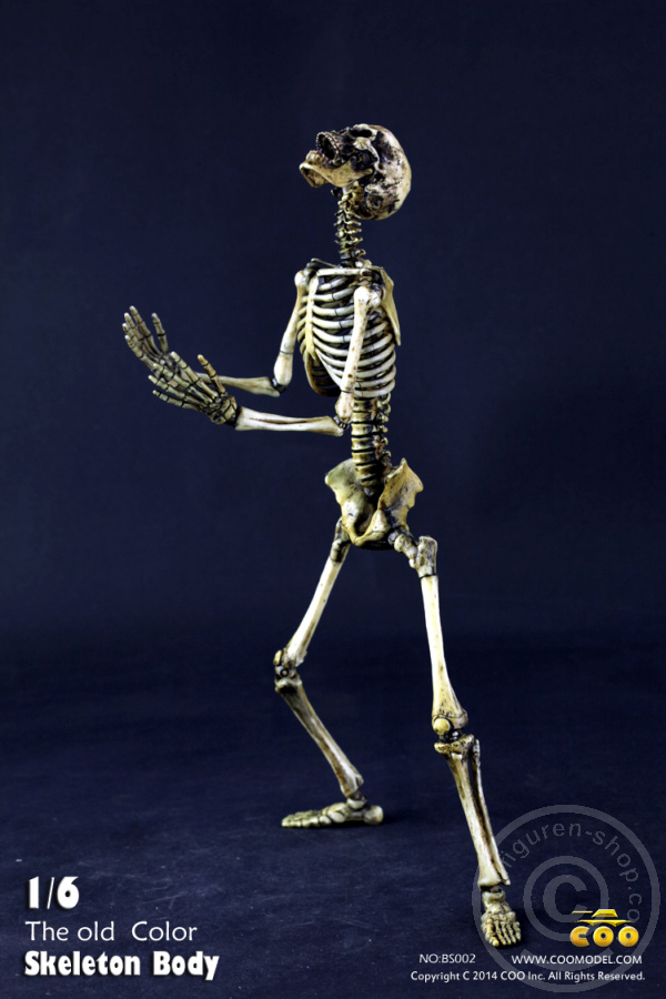 The Skeleton in 1:6 - Old Color