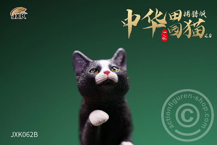 JxK062B-02 Felis catus 2.0
