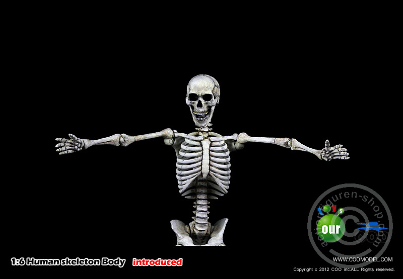 Skeleton Spear Soldier - Human Skeleton in 1:6