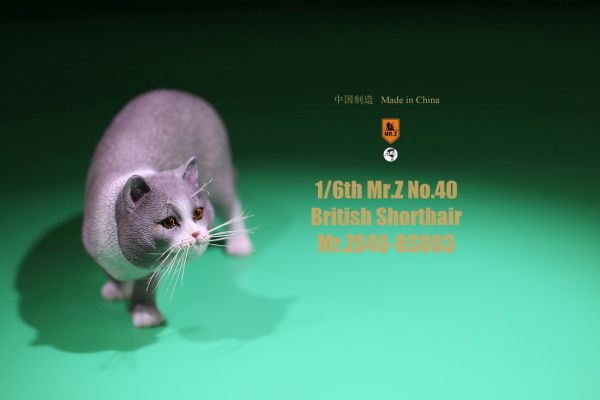 mrz040bs003-04Y5DKs2MrJQRjP Katze - British Shorthair