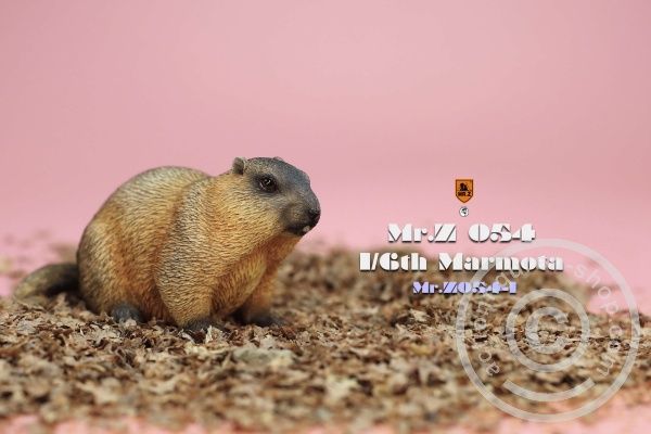 Marmota