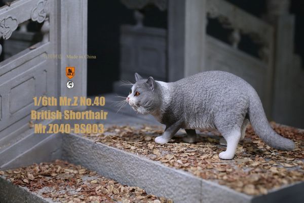 mrz040bs003-06S70CRqQzY5ZXI Katze - British Shorthair