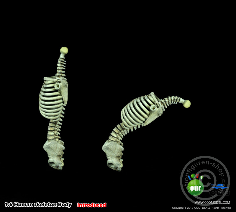 Skeleton Spear Soldier - Human Skeleton in 1:6