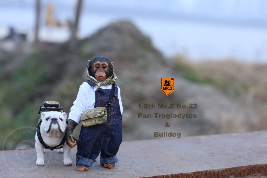 Chimpanzee and Bulldog Set