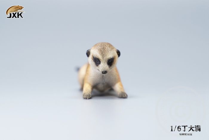 jxk079-05voPjfVvqfY2km Suricate Set