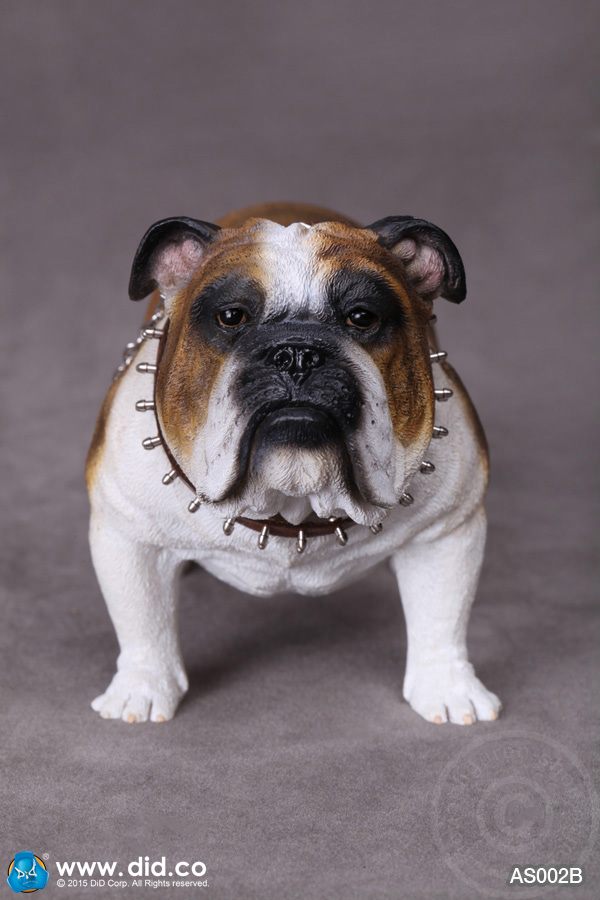 AS002B-02 British Bulldog - Version B