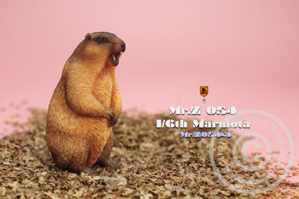 MRZ054-04-06 Marmota
