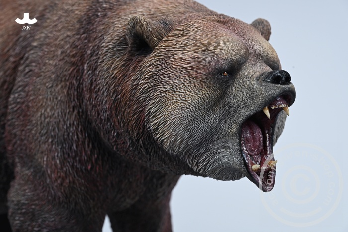 Brown Bear - roaring